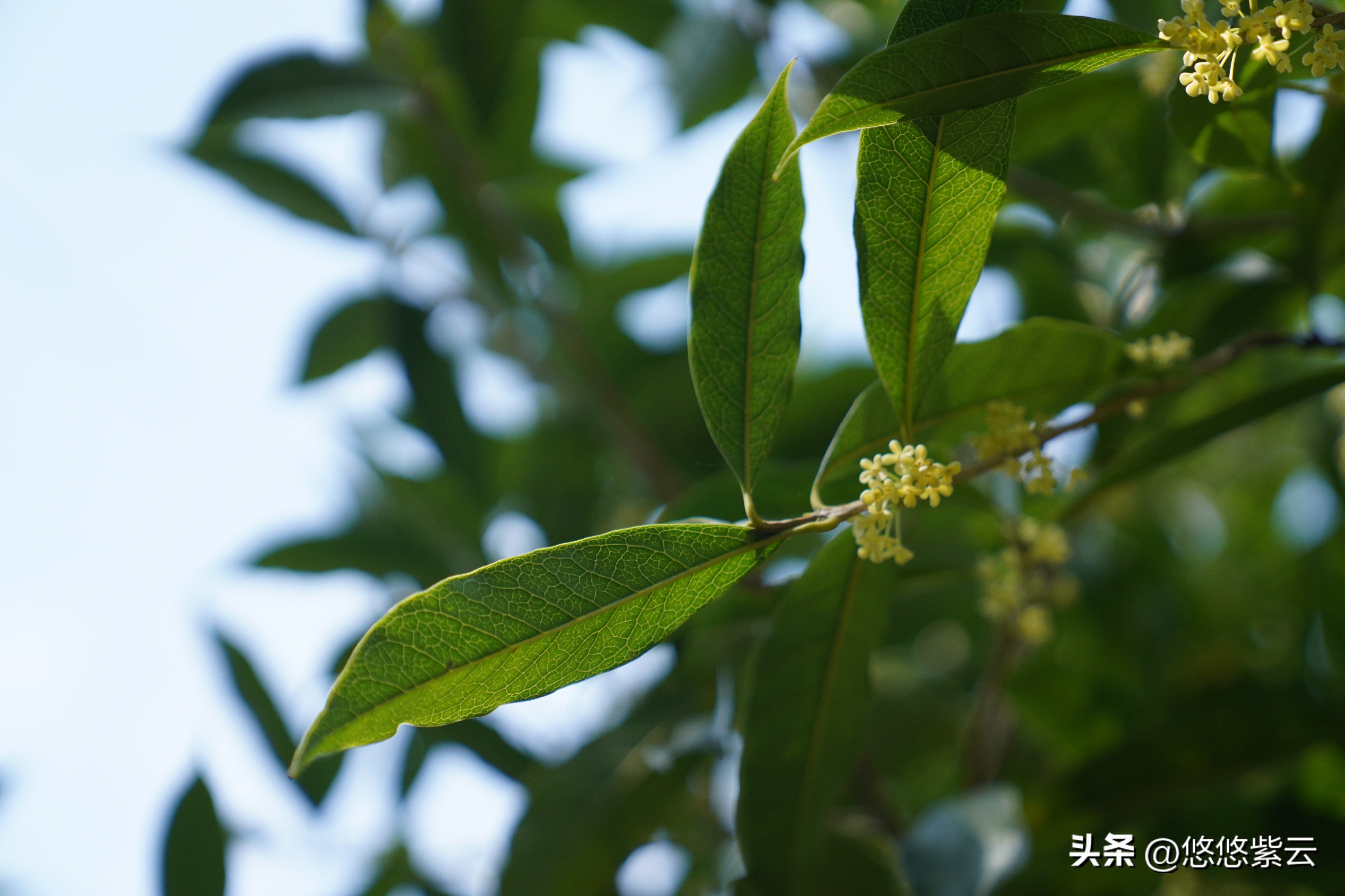 襄阳桂花,襄阳八月桂花遍地开
