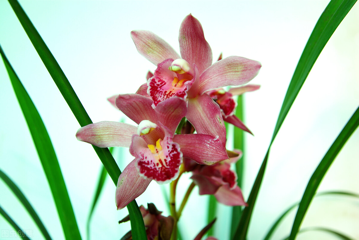 黄金有价情义无价的下一句,黄金有价情义无价视频