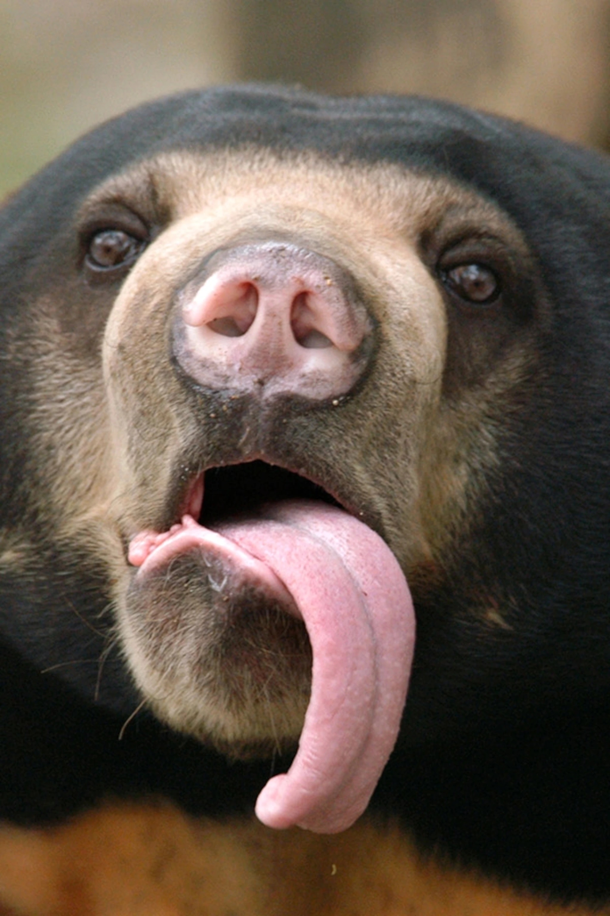 野外遇到熊该装死还是爬树呢,农民山中被熊咬腿没想到熊会爬树