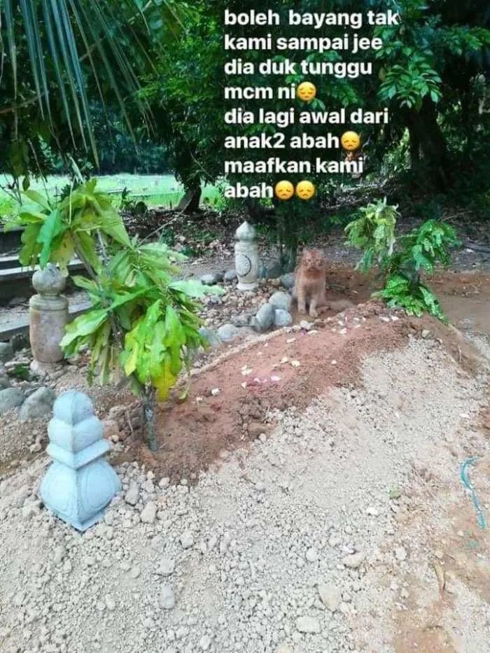 泪目！那只19岁的老猫绝食自杀了