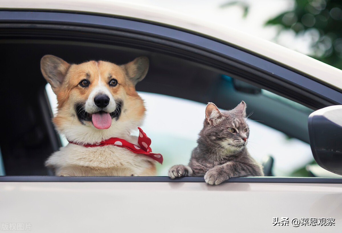 我阳了，我的猫和狗也能一起阳了吗？