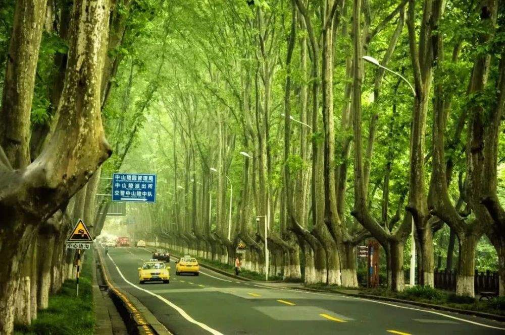 63个从国外引进的树，2个价格跌了95%！还有3个只能砍了当柴卖