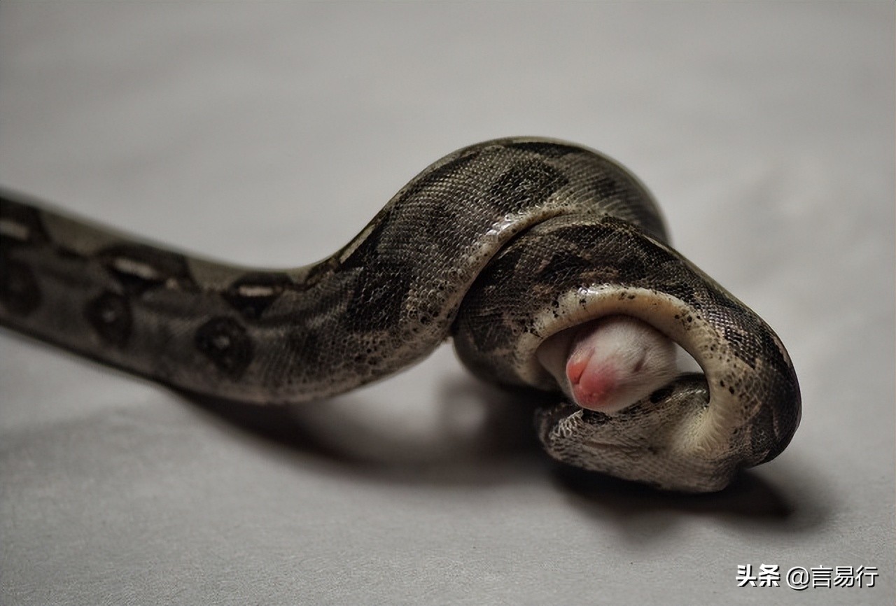 遇到蛇应该怎么防御,蛇怕什么植物驱蛇