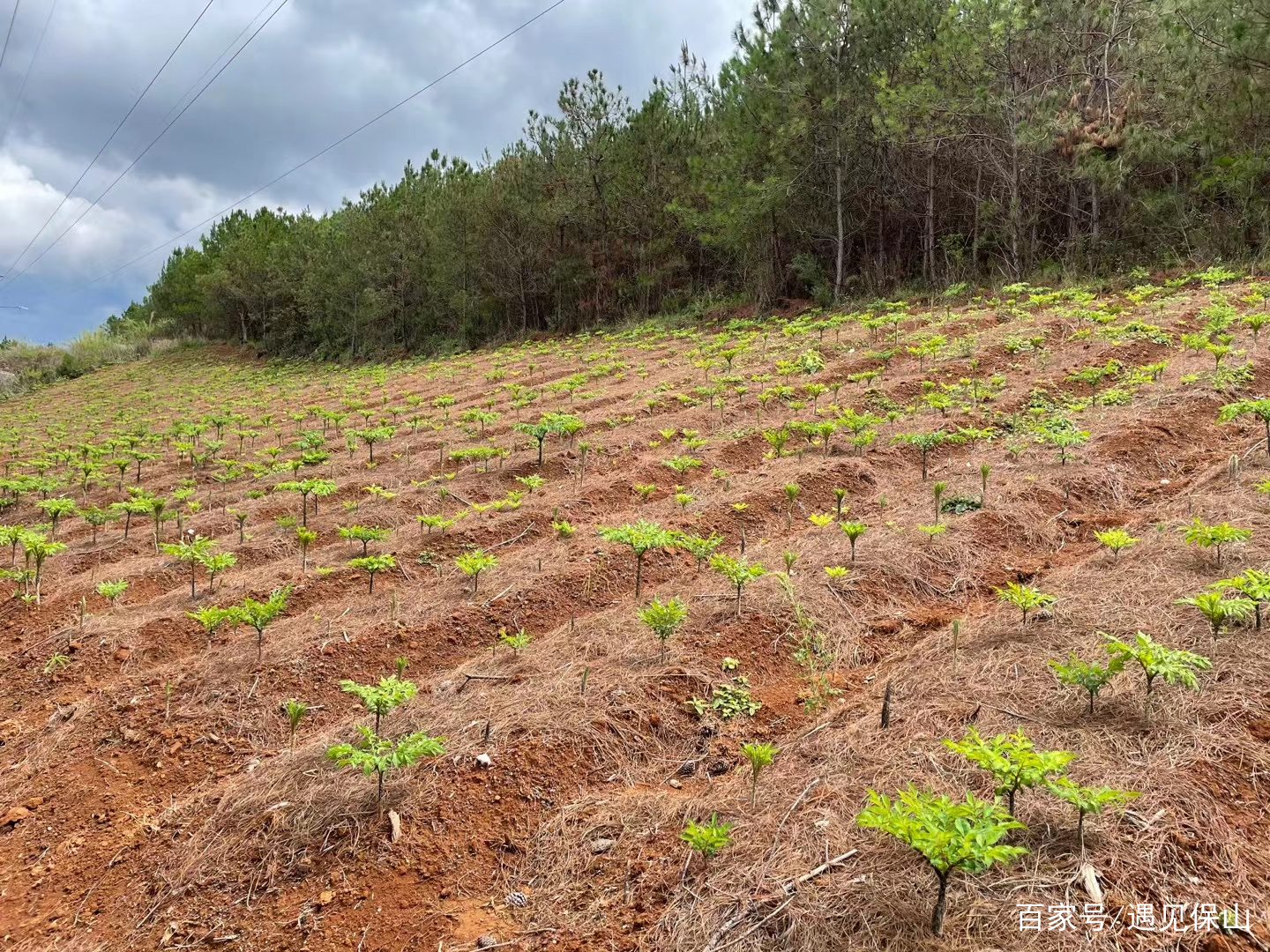 魔芋产业奏响乡村振兴进行曲,魔芋产业助推乡村振兴示意图