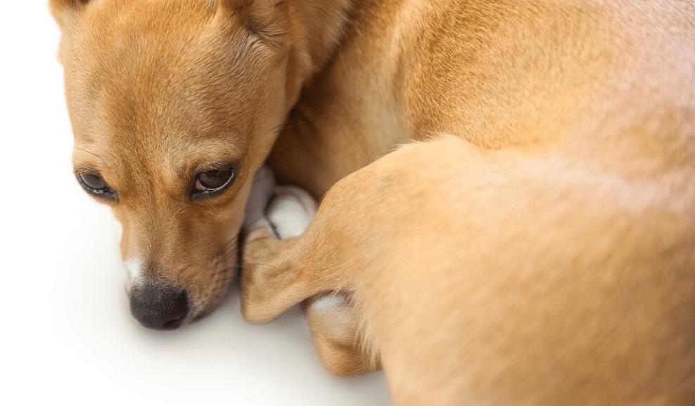 细狗腿疼不走怎么回事,狗腿有时候跛行怎么回事