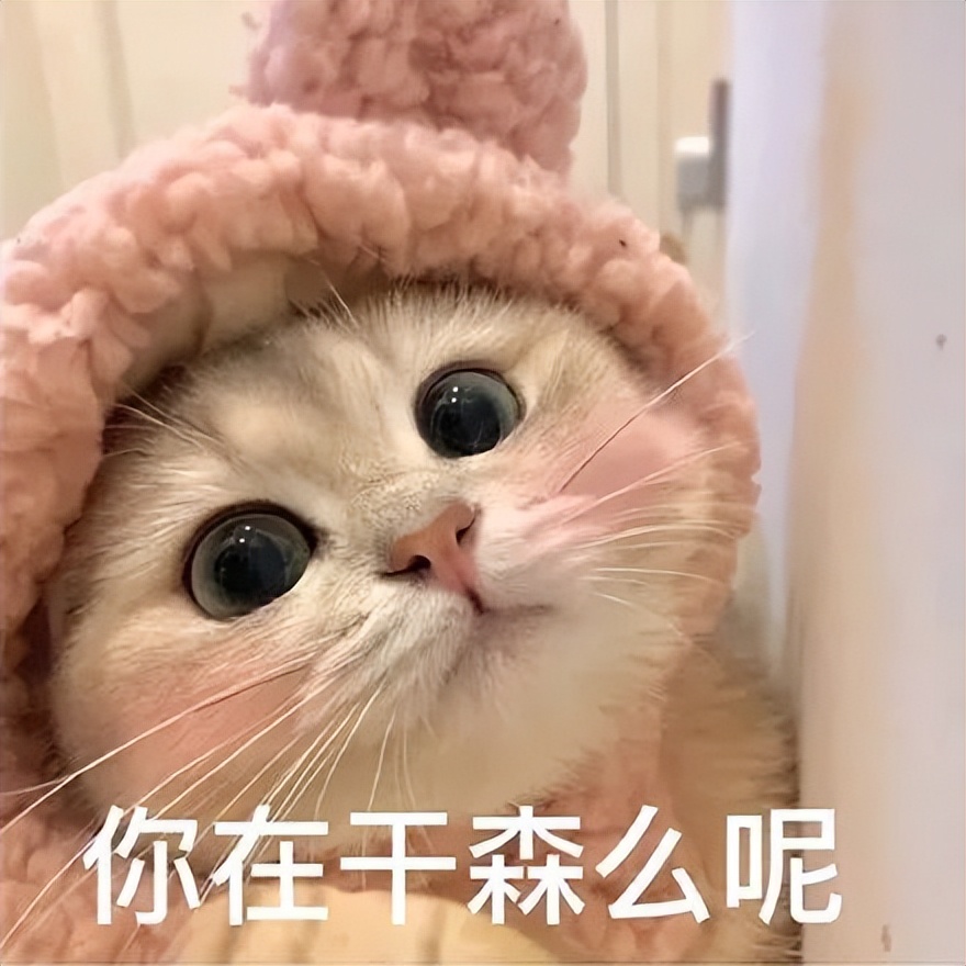 最粘人的猫有哪些,最粘人的五种猫咪