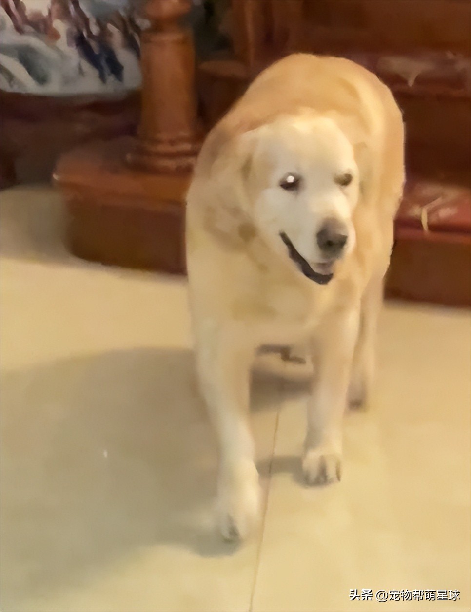 如果有一天，我的宠物不在了，怎么办？