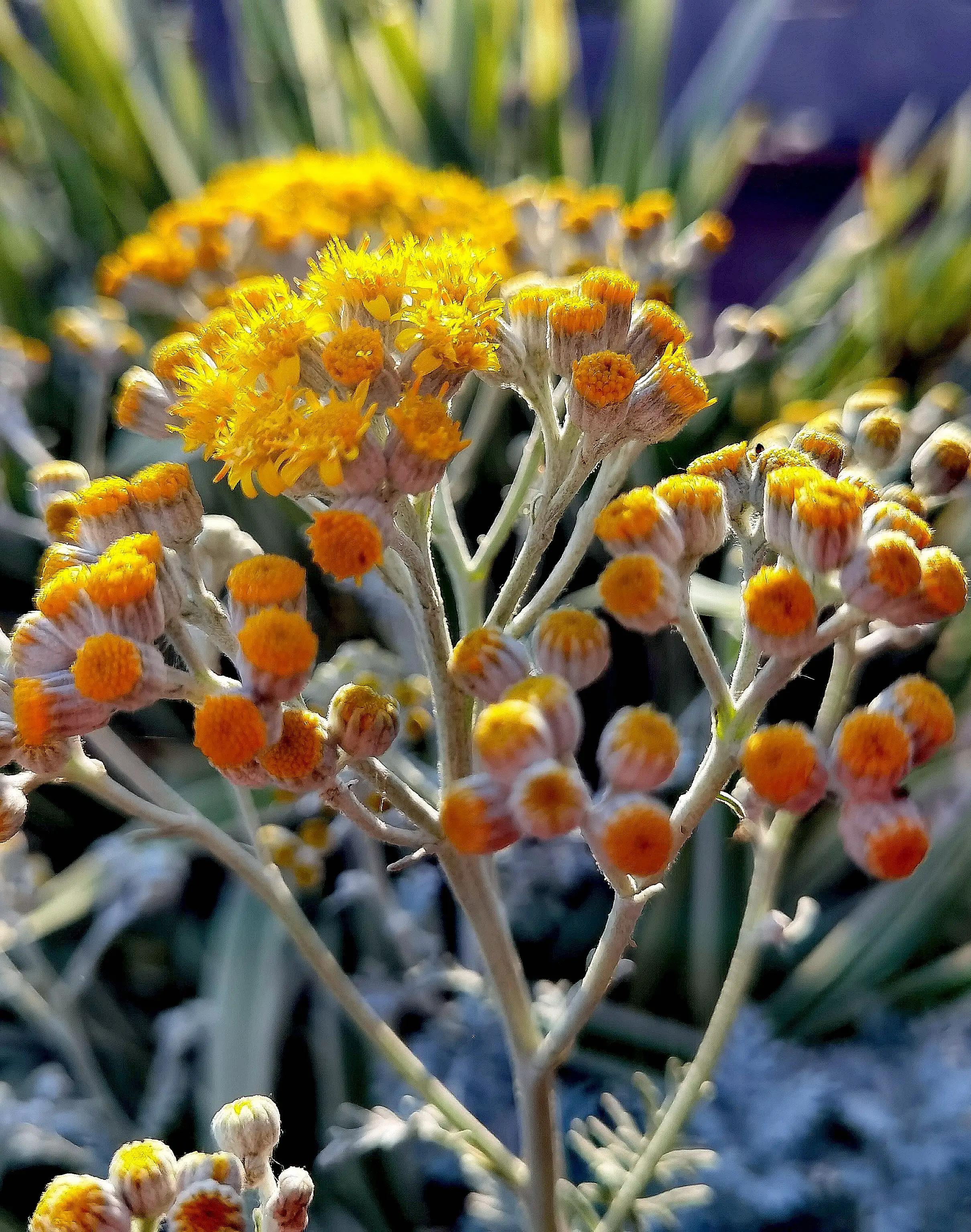 银叶菊：花界灰姑娘，银装素裹的她似雪花又似烟花