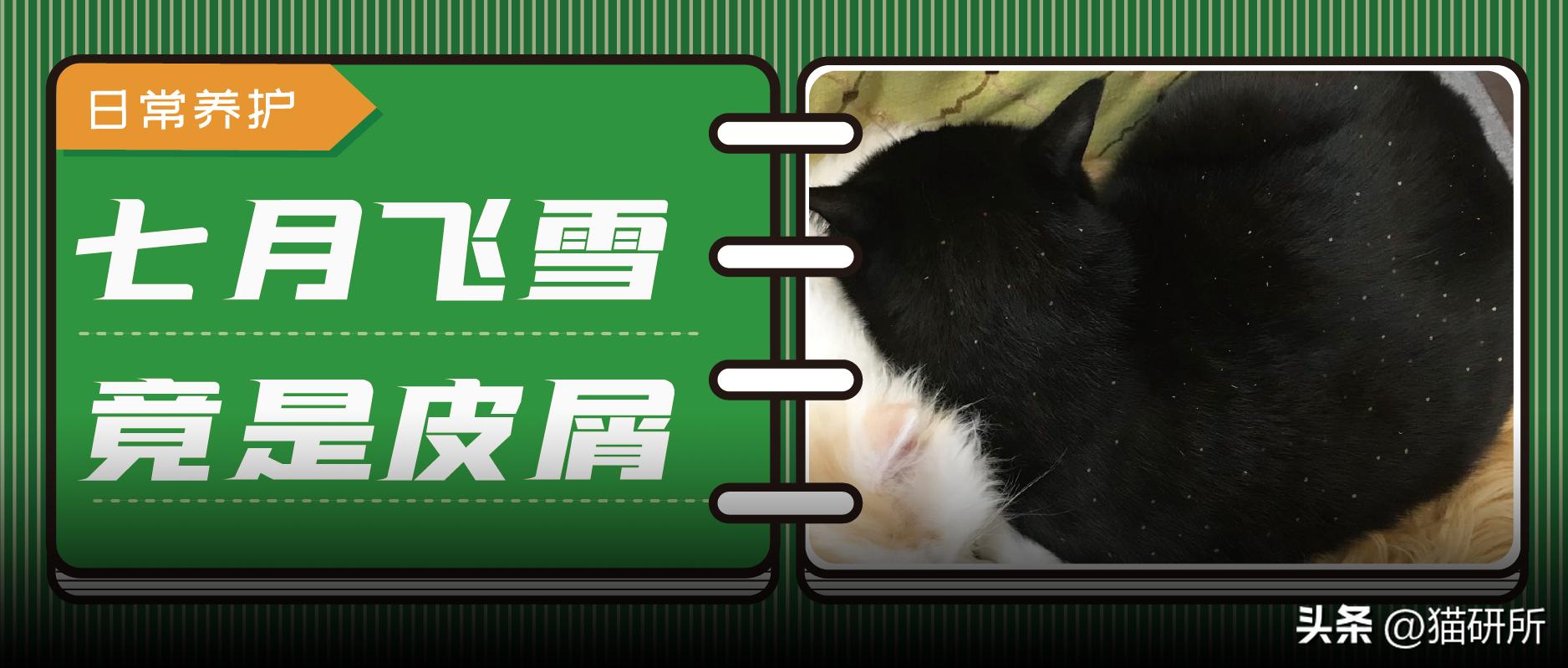 猫咪有皮屑是怎么回事,猫咪有轻微皮屑怎么回事