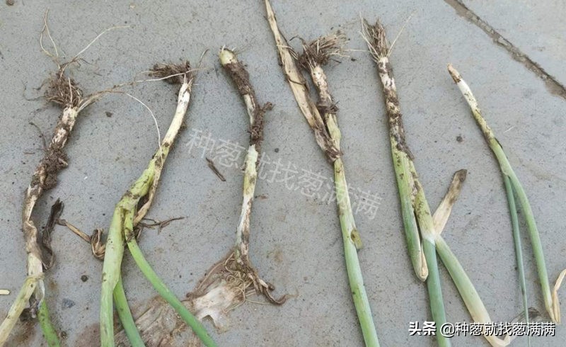 大葱根腐病症状图片,大葱根腐病的防治方法