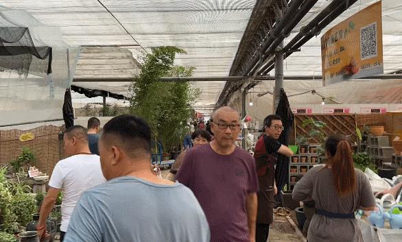 石家庄哪个花卉市场要拆,石家庄最好的花卉市场搬哪里去了