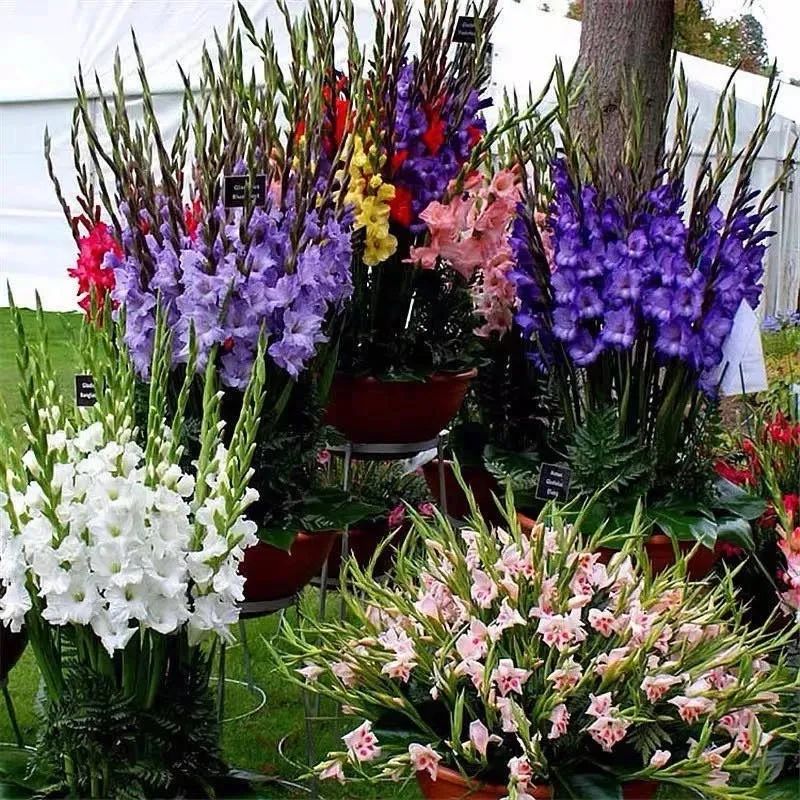 家里养什么花对睡眠最好,家里养什么花好对健康好一点