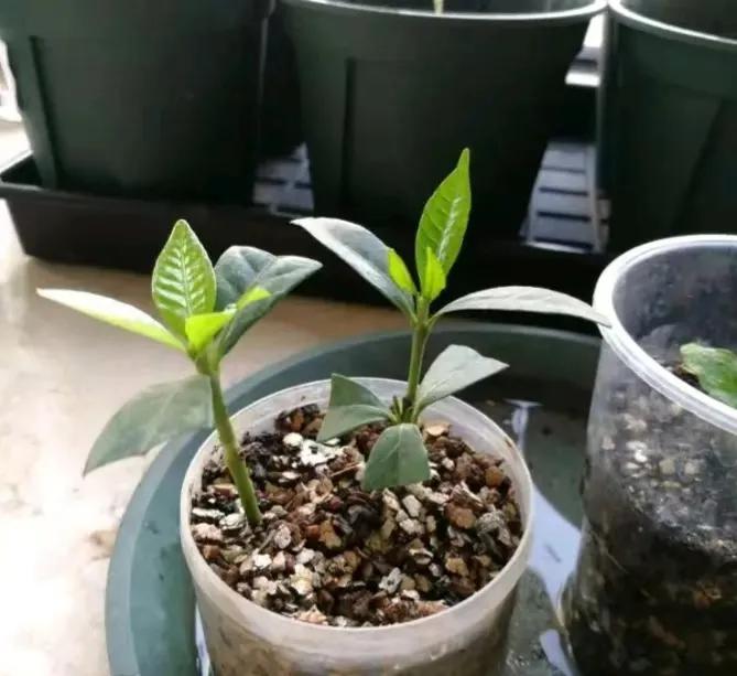 扦插生根水泡多长时间合适,冬天怎样扦插生根最快