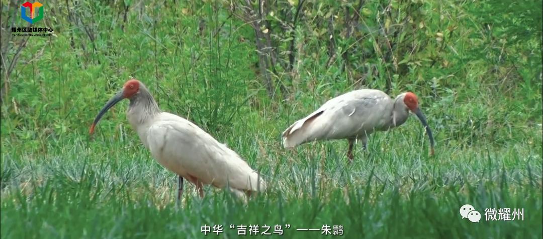 柳林村：幸福写满山水间