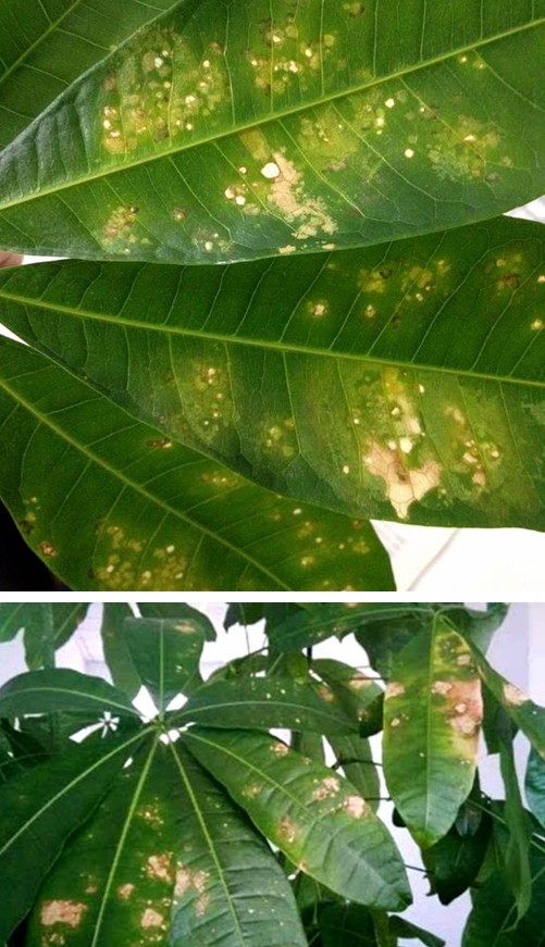 发财树叶子生病虫害打什么药,发财树有病虫害怎么处理