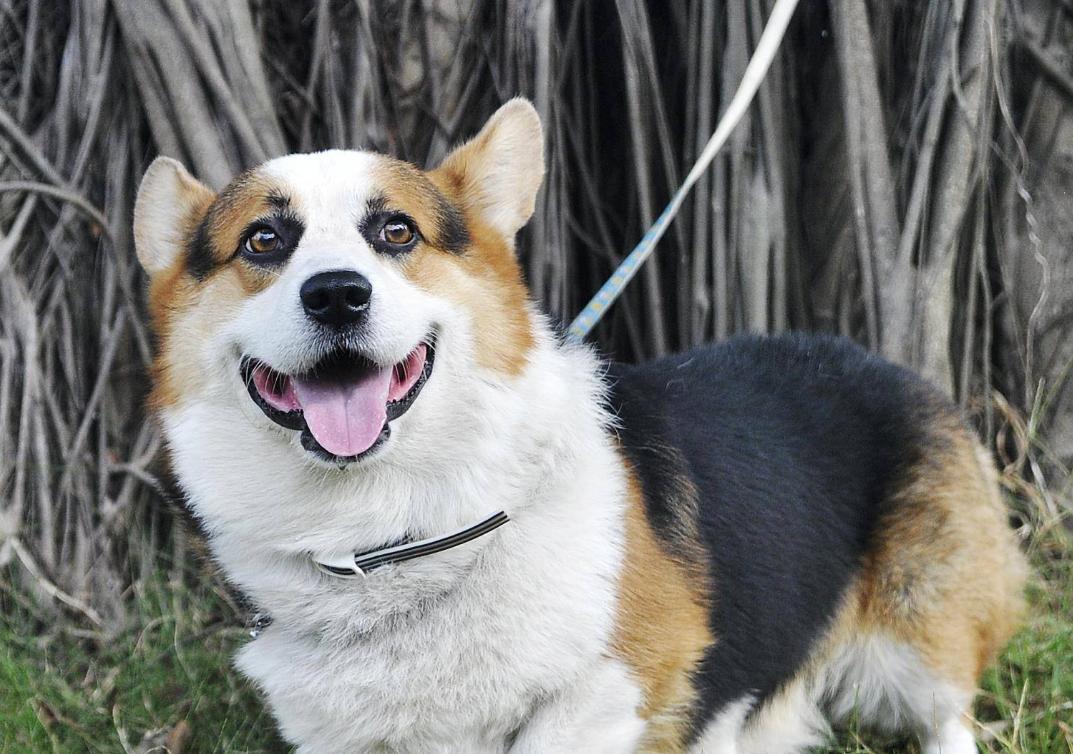 新手养柯基建议公的还是母的,柯基公狗好还是母的好