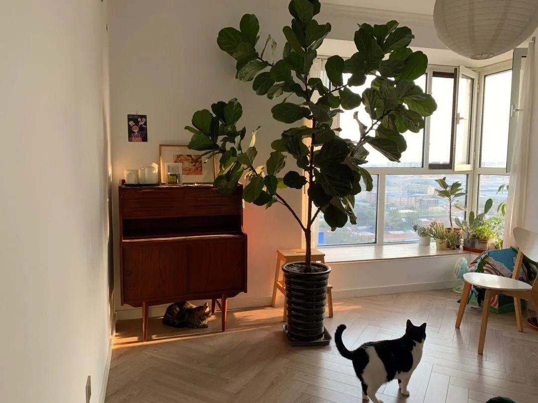 客厅绿植既好看又好养的10种植物,十大最好养的客厅大绿植