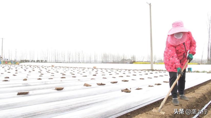 抢抓好时节乡亲种出美好“姜”来