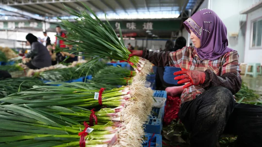 蒜苗卖9块钱一斤,蒜苗价