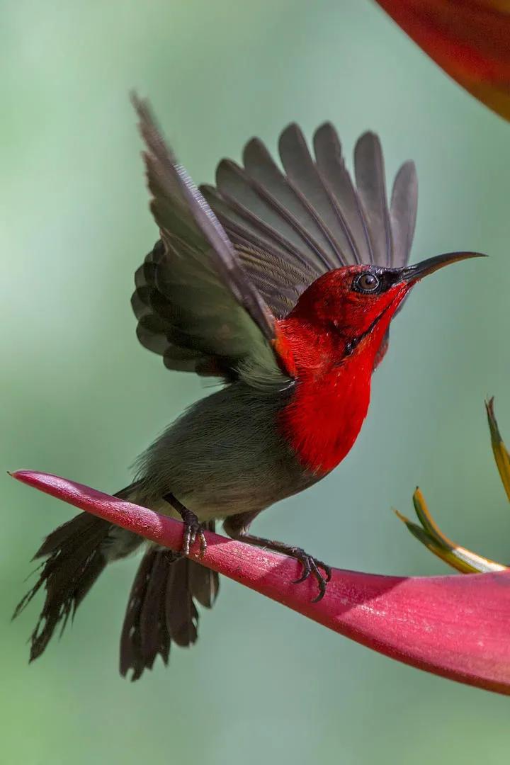 太阳鸟花的图片,太阳鸟精彩图片