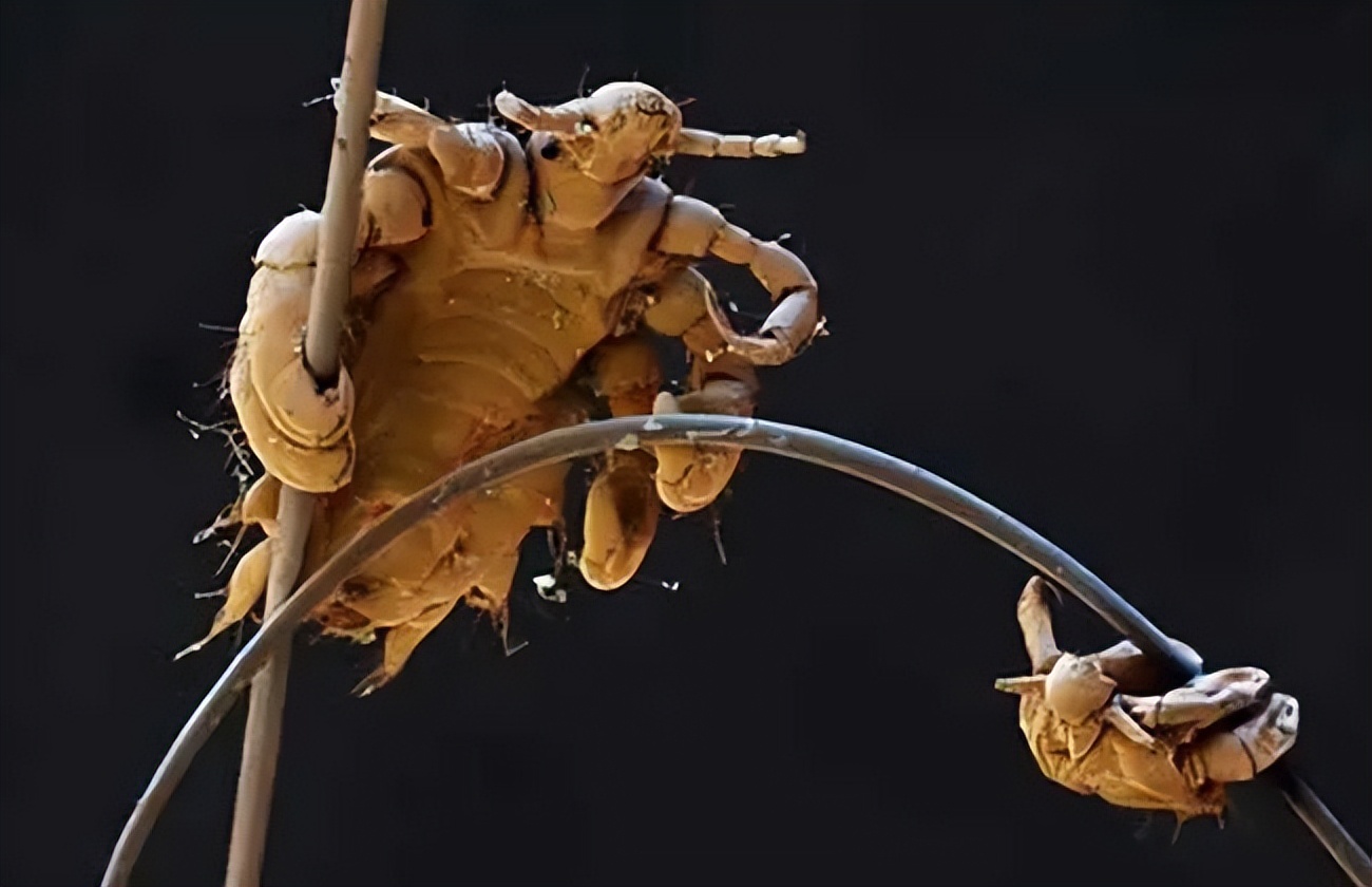 曾经无孔不入的虱子是怎么来的？为何如今很少看到了？