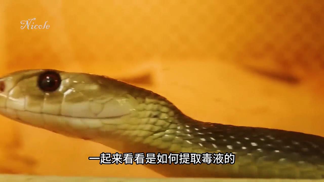 剧毒致命毒蛇,毒蛇救命草药大全