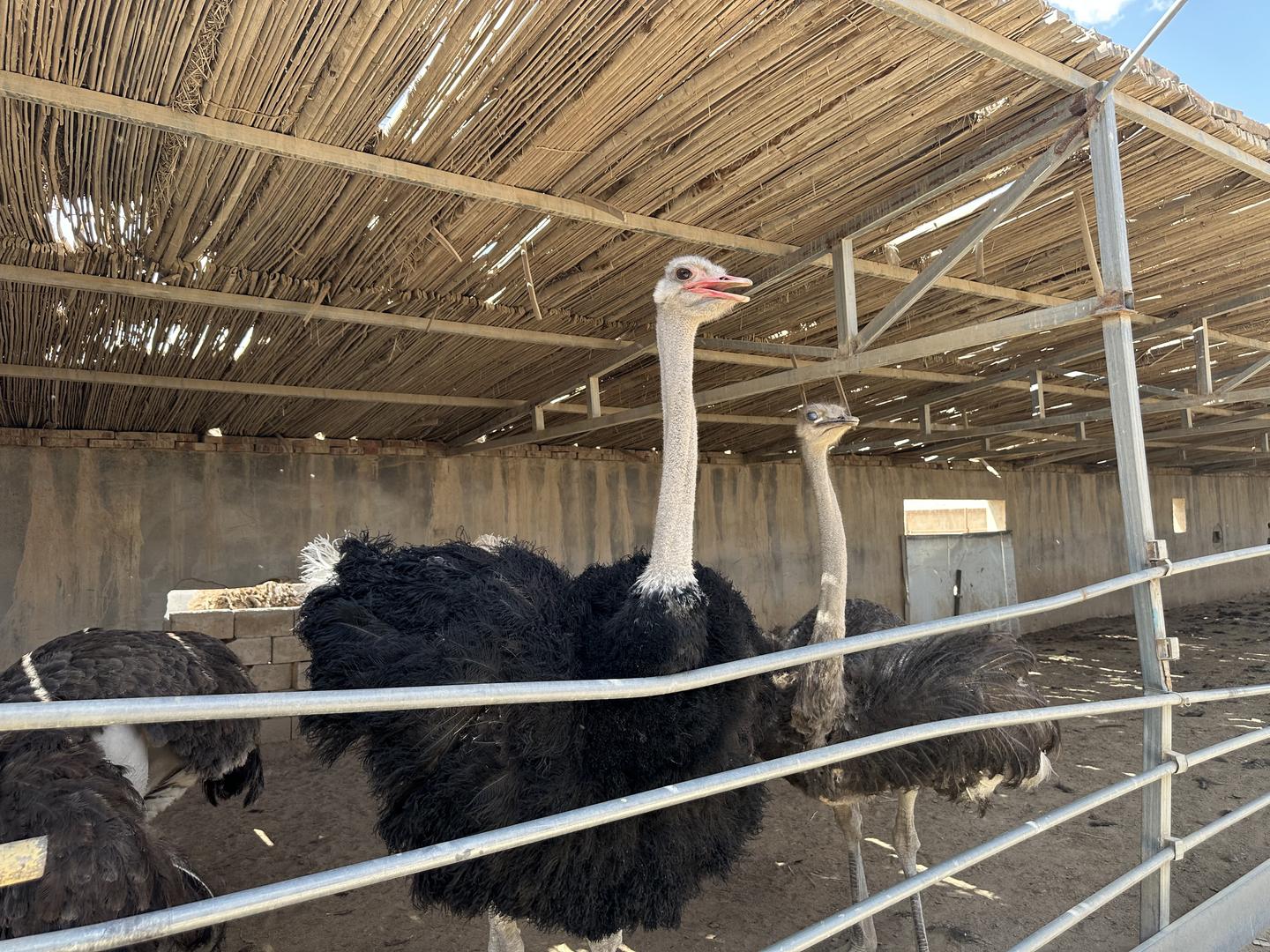 鸡舍养殖致富项目,特色养鸡致富项目