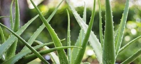 冬季单株芦荟发黄变软会死掉吗,芦荟叶子发黄干瘪枯萎可以剪掉吗