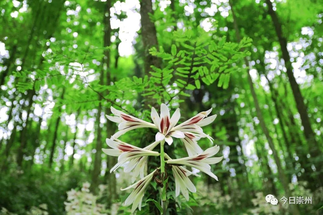 崇州山里的野百合图片,成都大邑野百合花海美景图