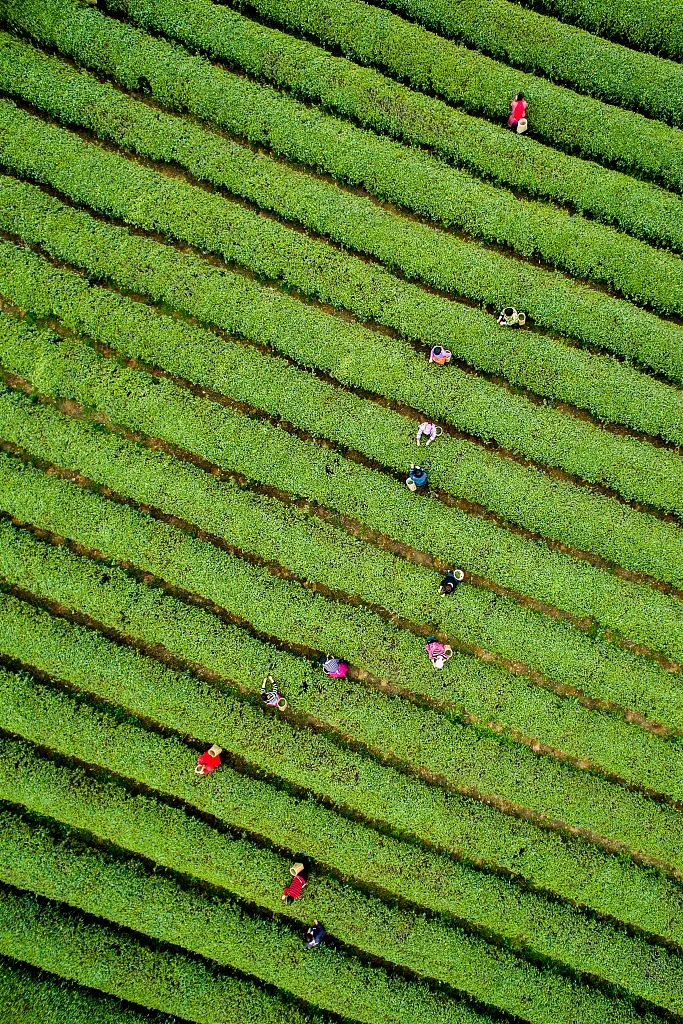 北纬三十度名茶名酒,北纬30度十大名茶