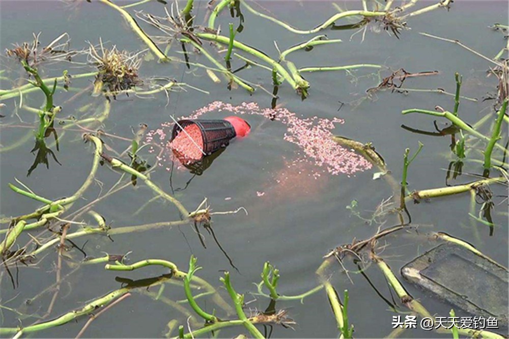 春季野钓鲫鱼提高鱼获的几大技巧,秋季野钓大鲫鱼最佳方法