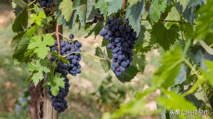 wwdc2023苹果全球开发者大会,applewwdc全球开发者大会剧院