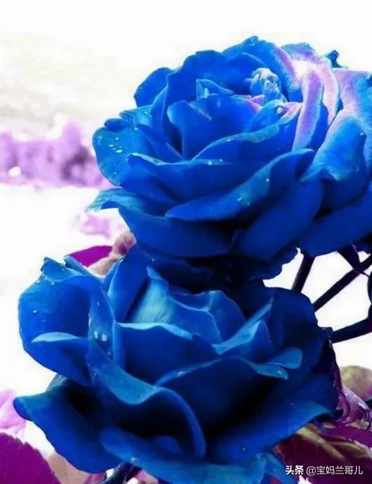 漂亮又特别的玫瑰花图片,特别漂亮的彩色玫瑰花图片