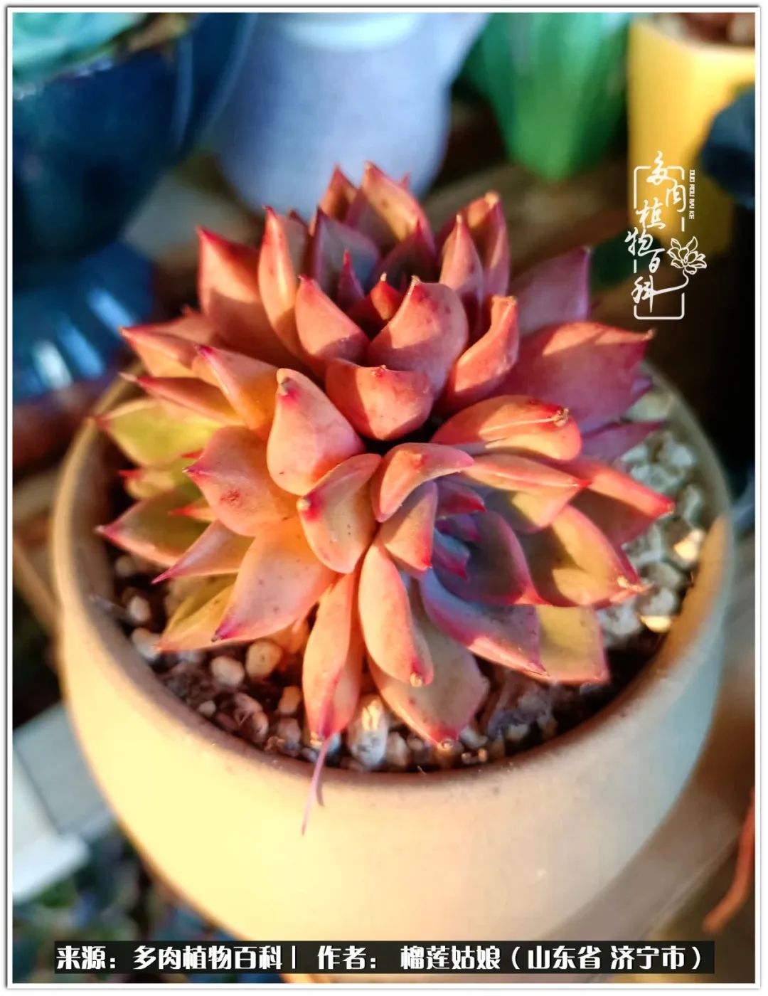 繁花似锦觅安宁淡如流水度一生,繁花似锦觅安宁淡云流水度人生