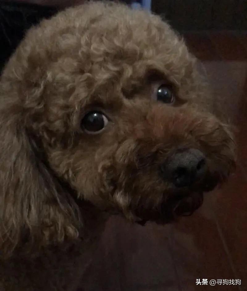 无锡同城寻狗泰迪,无锡市梁溪区有偿寻找泰迪犬