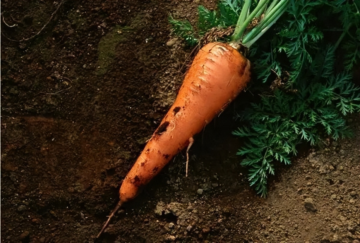 胡萝卜种子为什么大量进口,最贵的胡萝卜种子