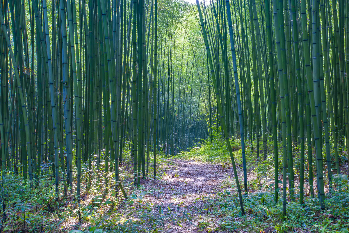 郭进拴重庆品火锅,郭进拴平湖春歌