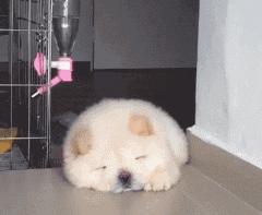 松狮犬怎么训练亲人,怎样养好松狮犬