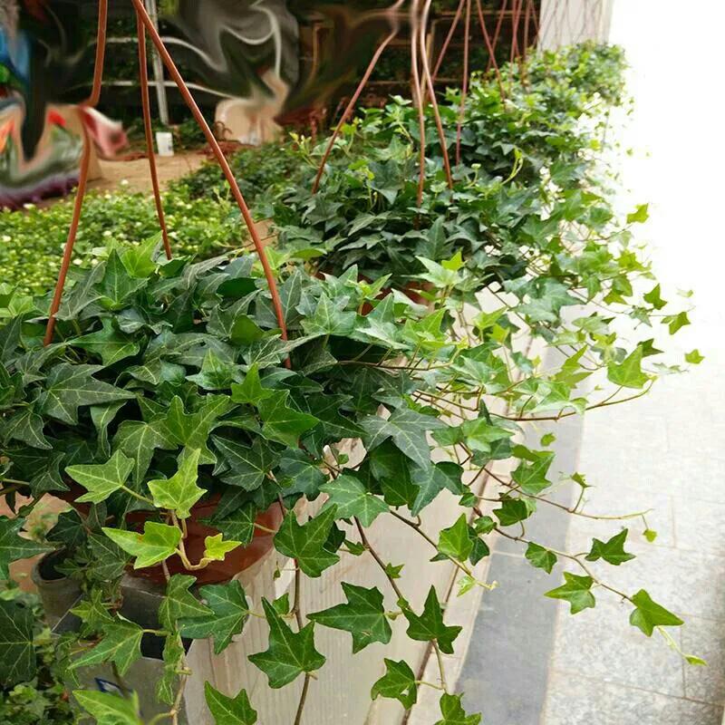 能吸烟的绿植有哪些,家里吸烟养什么绿植