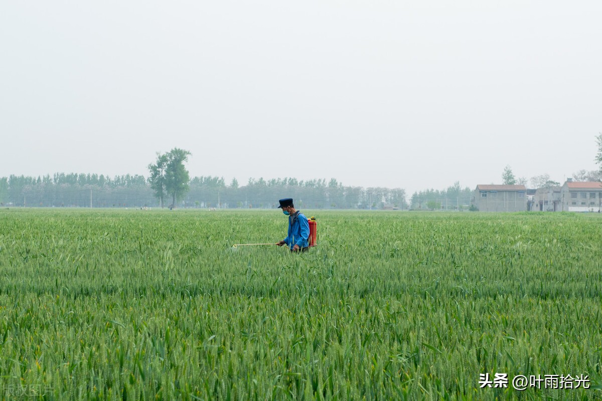 噻呋酰胺主要治作物啥病,噻呋酰胺能治哪些病害