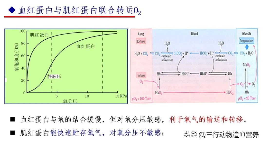 华南农业大学专家:氧气不仅是呼吸,还是一种营养