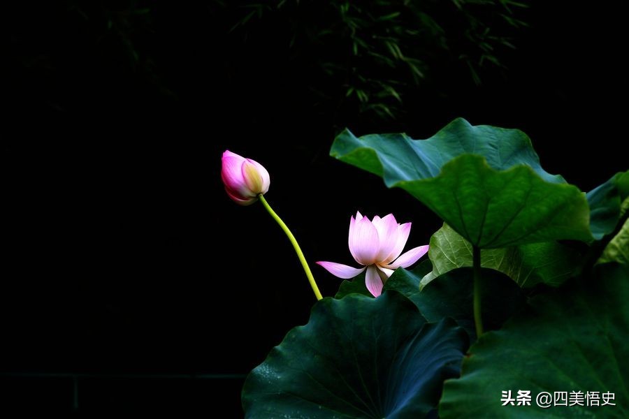 荷花出淤泥而不染濯清涟而不妖,濯清涟而不妖说的是荷花还是莲花