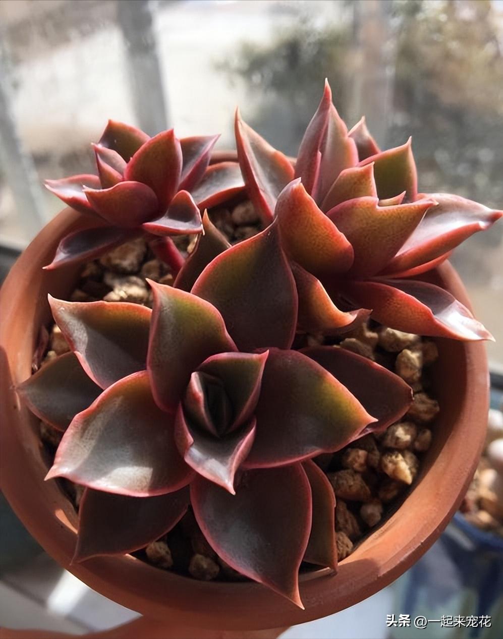 六种好看又好养的多肉,好看又好养的多肉前十名