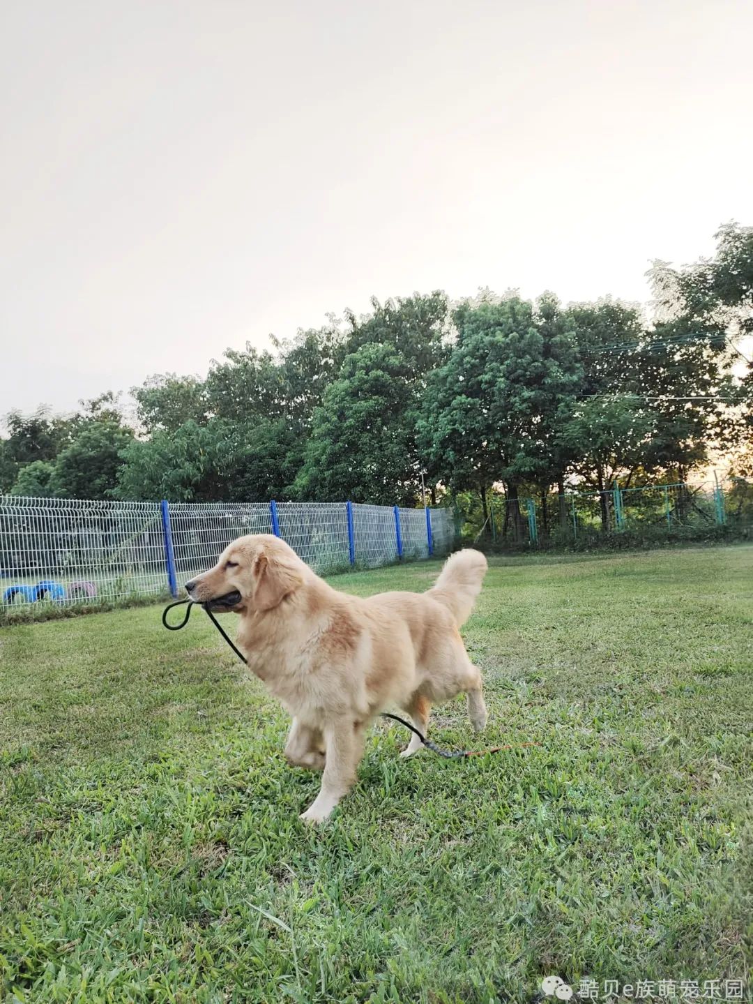 你踩过坑吗测试,你踩坑了吗金标贝壳头真假对比