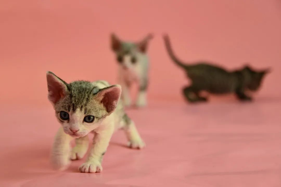 哪些人群不适合养宠物,不适合人养的十种狗