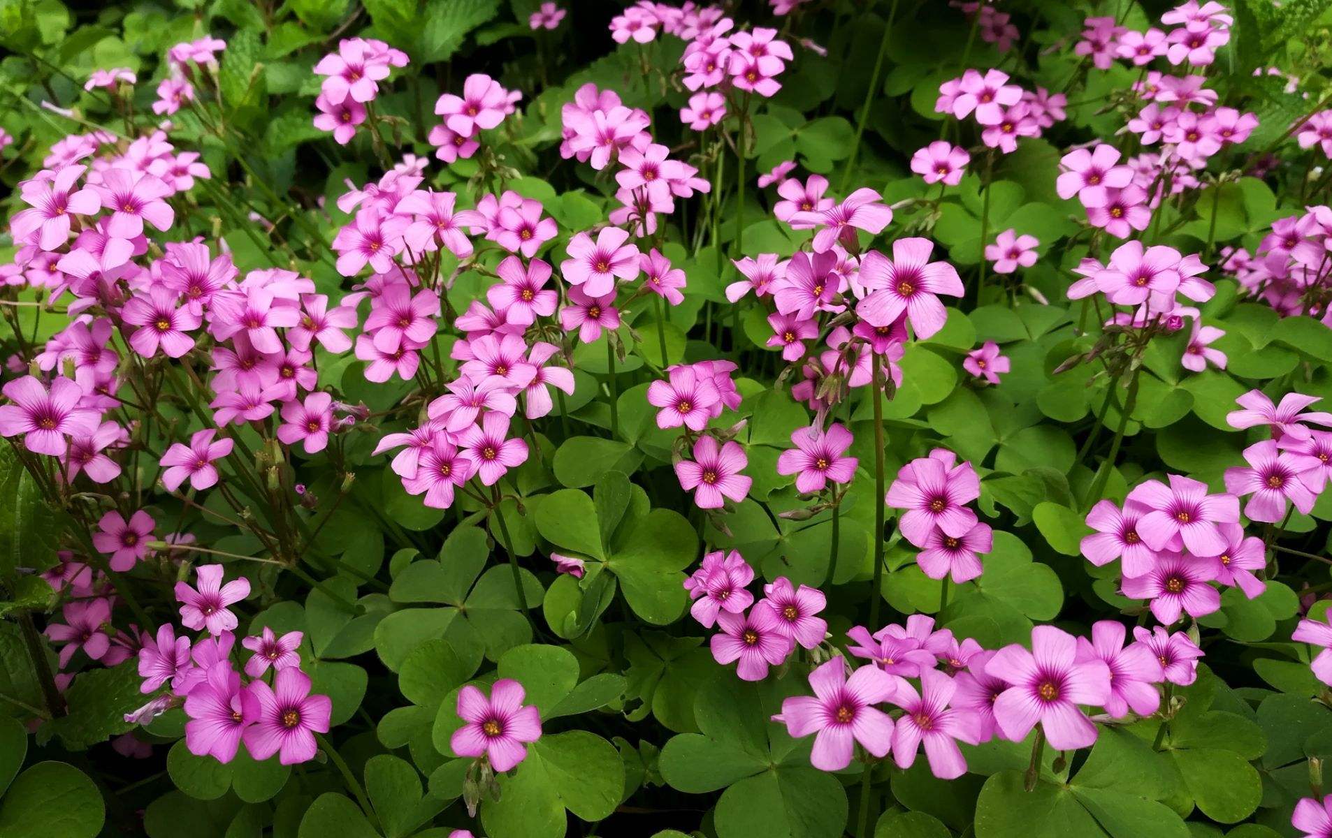 可食用的萝卜盆栽,水晶萝卜小零食有没有毒