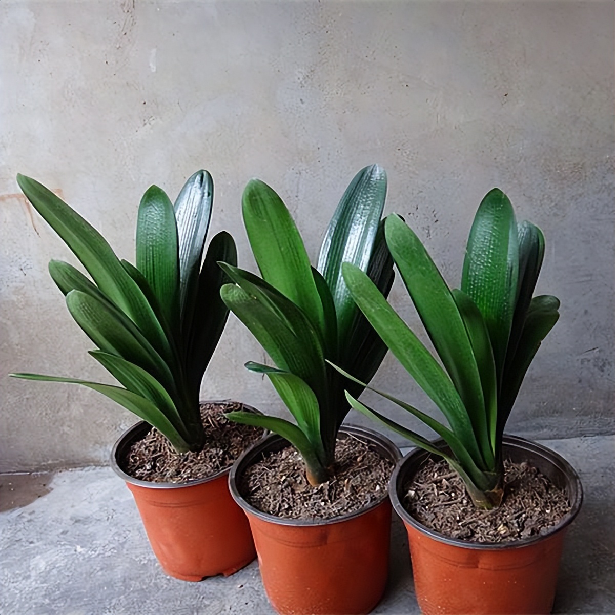 目前的君子兰怎样护养,怎么样能把君子兰养好