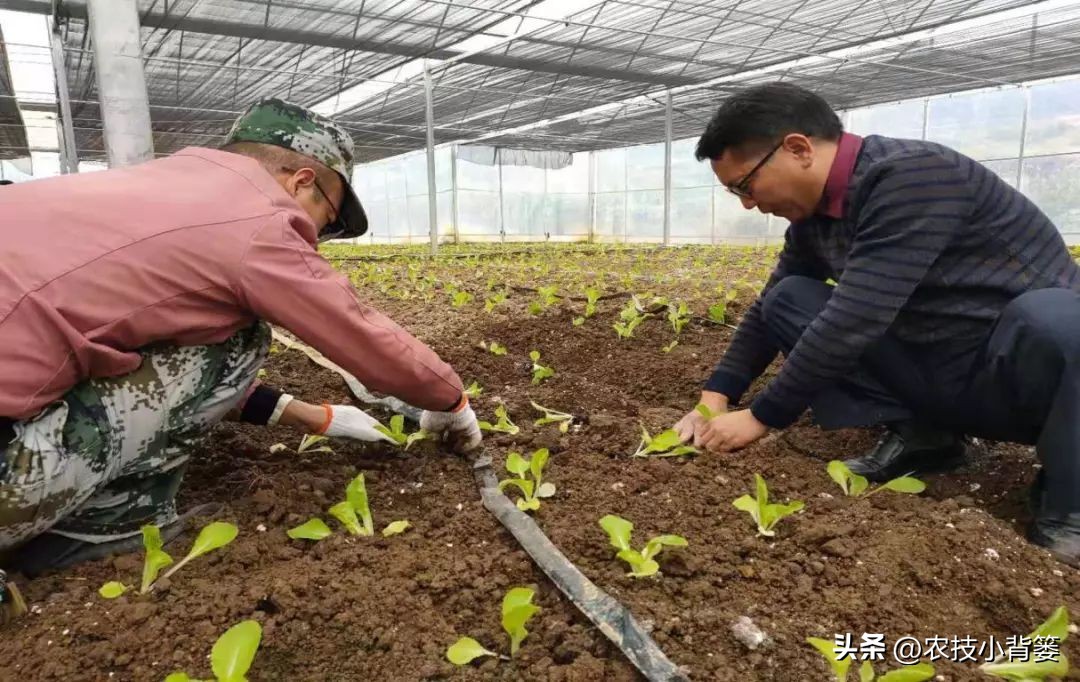 杀菌杀虫生根肥灌根的最佳方案,用杀菌剂真的能治住根部病害吗