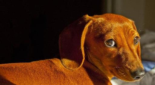 [养狗の心得分享]腊肠犬伤口发粘水怎么办，腊肠伤口有白色粘液