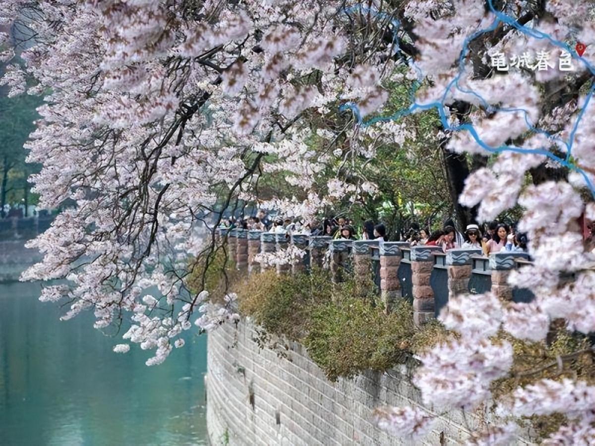 水井坊1号菌群,水井坊一号